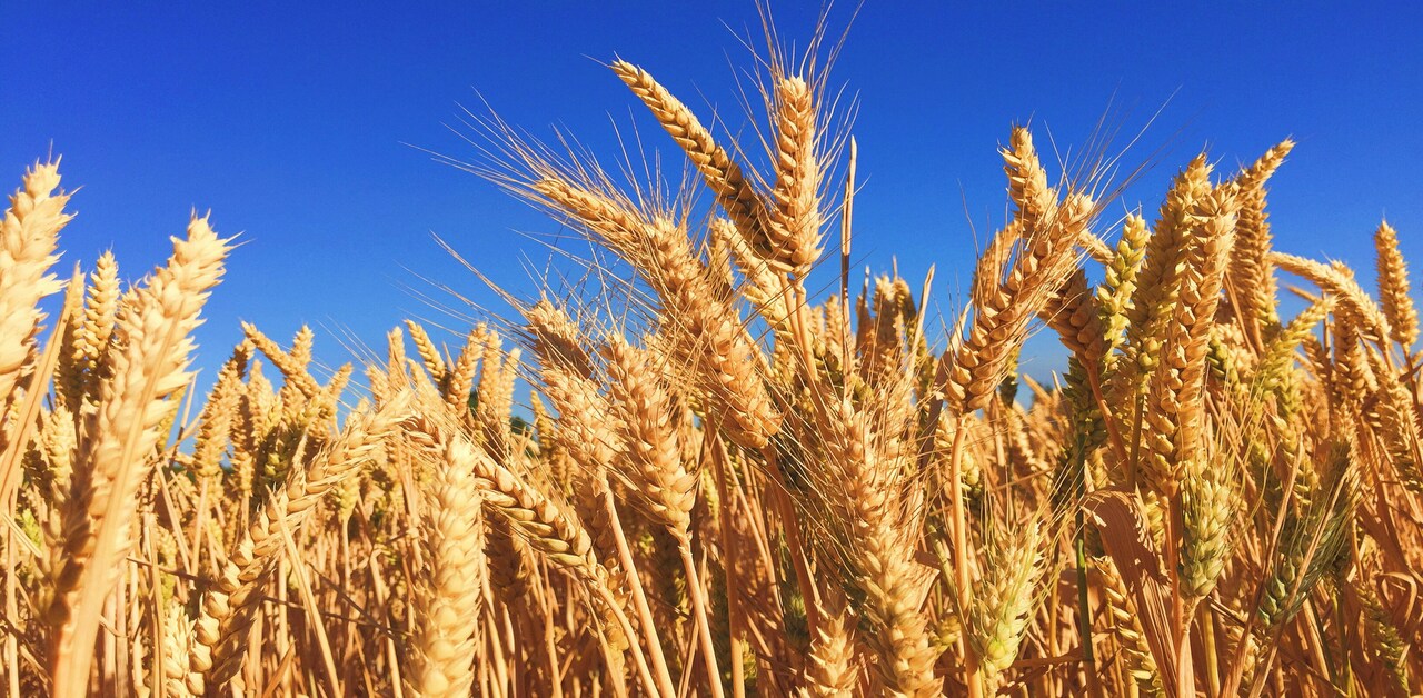 Rabi Crops