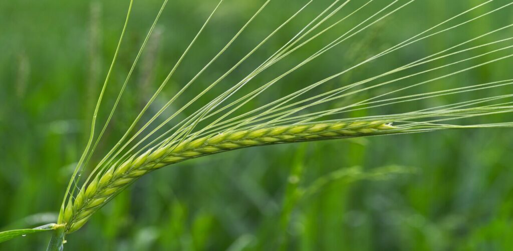 Rabi Crops