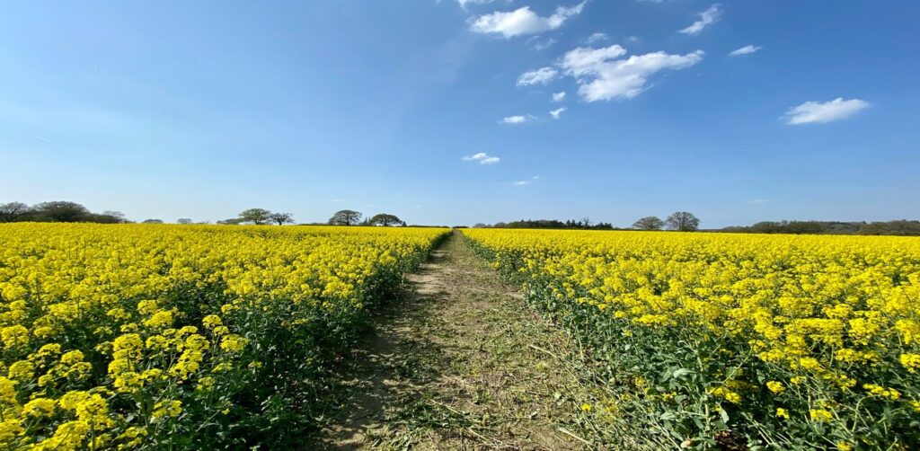 Rabi Crops