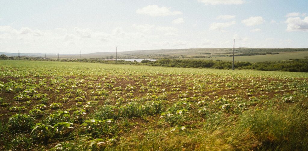 Rabi Crops