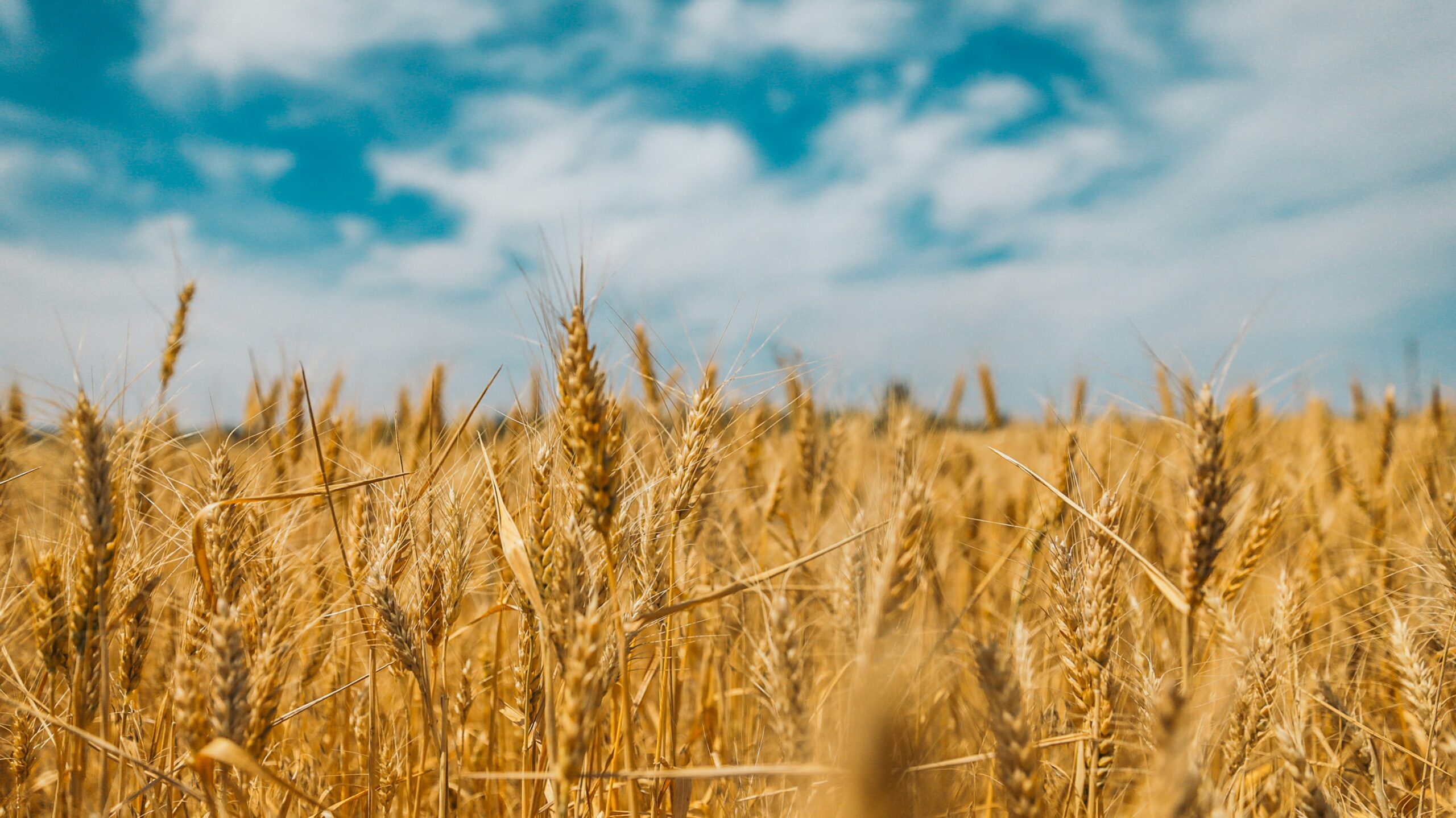 Wheat Cultivation