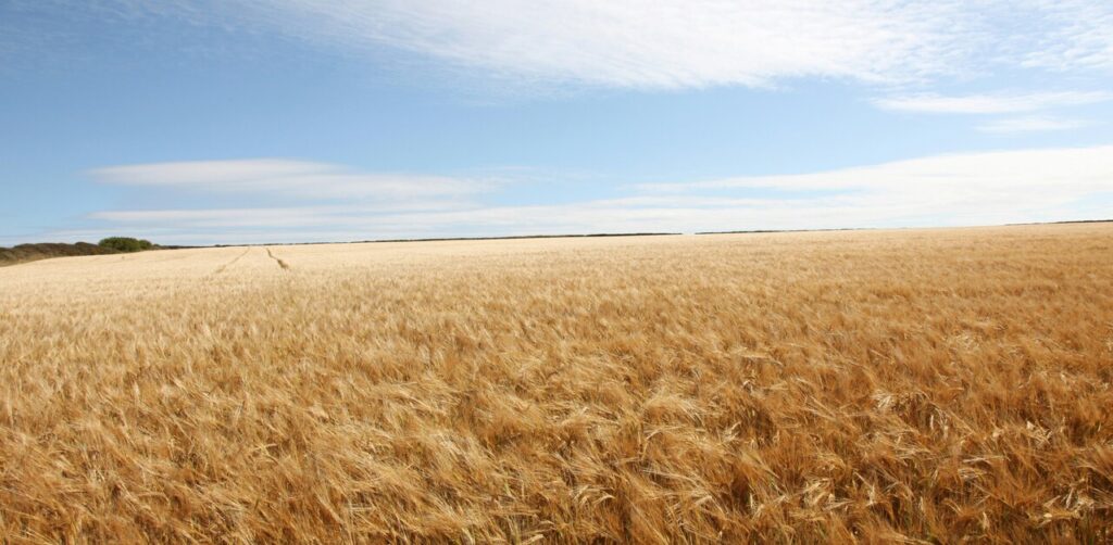 Wheat Cultivation