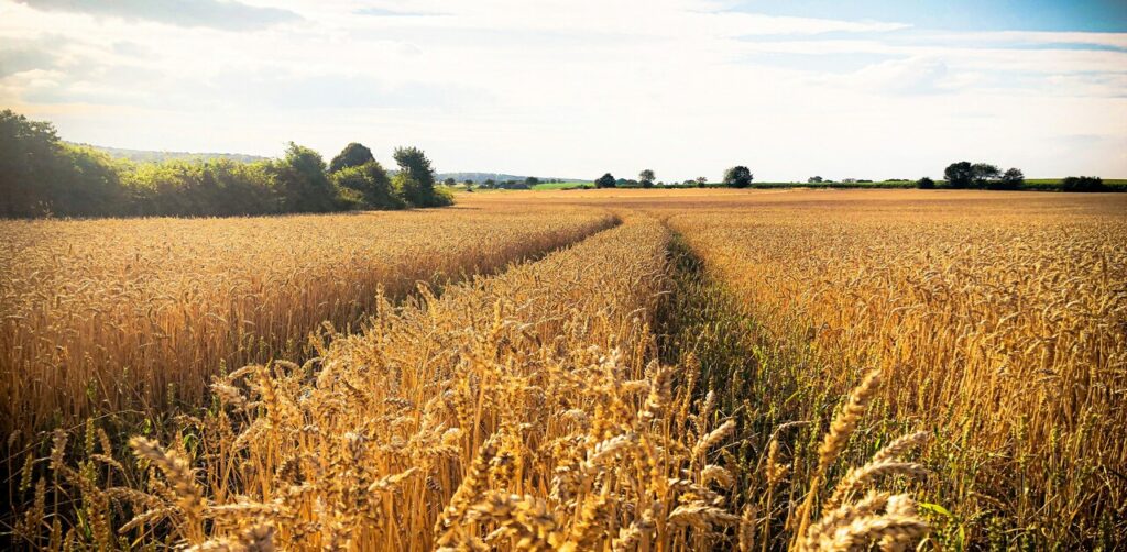 Wheat Cultivation