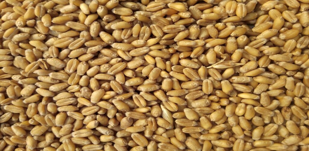 Wheat Cultivation